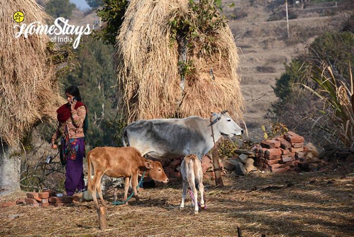 Dwarahat Village Farmstay- Babaji'S Cave المظهر الخارجي الصورة
